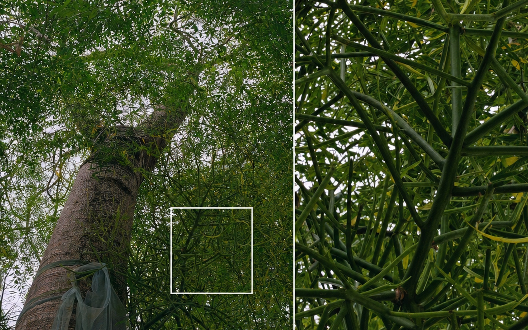 Xiaomi 17 Max 200-megapixel resolution demonstration showing tree canopy with extreme detail crop at 23mm focal length